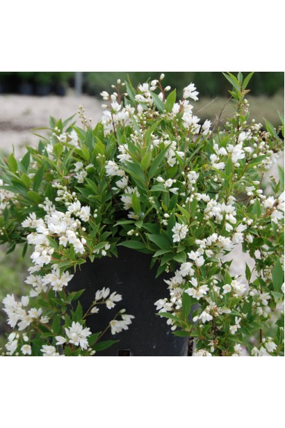 Дейція витончена Ніко квітучий саджанець